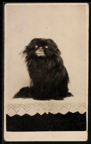 Foto pekinese auf einem - pekinese,