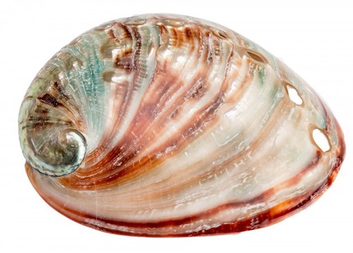 Nadeco haliotis rufescens - nadeco,
