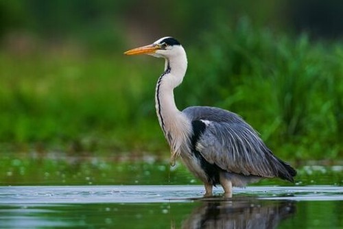 Wandbild graureiher ardea - graureiher,