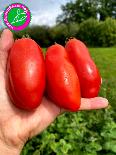 Tomatensamen san marzano - tomatensamen,
