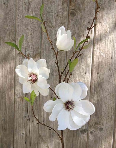 Artplants magnolienzweig - artplants,