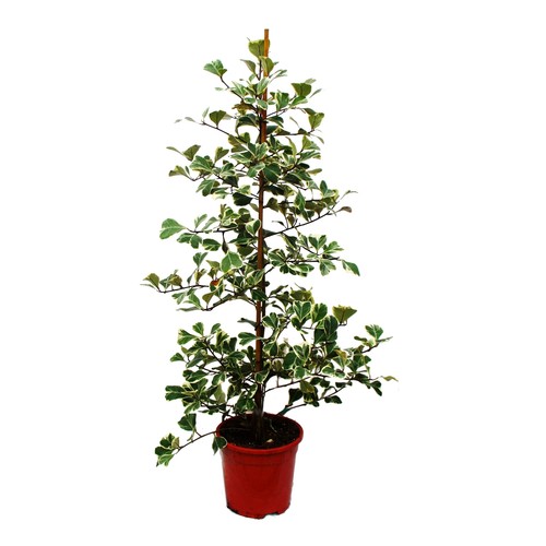 Ficus triangularis variegata - ,
