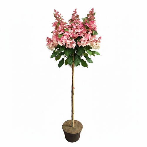 Rispenhortensie rote blüten - rispenhortensie,,