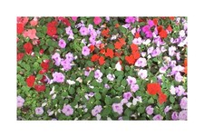 20x Impatiens F2 Colour Cocktail Fleißiges Lieschen Garten Pflanzen - Samen KS39