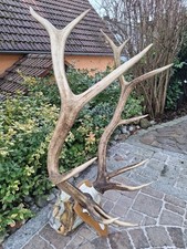 Geweih riesig  Wapiti Kanada