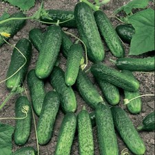 Gurkensamen Merenga F1 Samen Einlegegurken Saatgut Семена Огурец Меренга F1