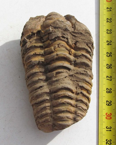 Trilobit aus marokko fossil - trilobit,