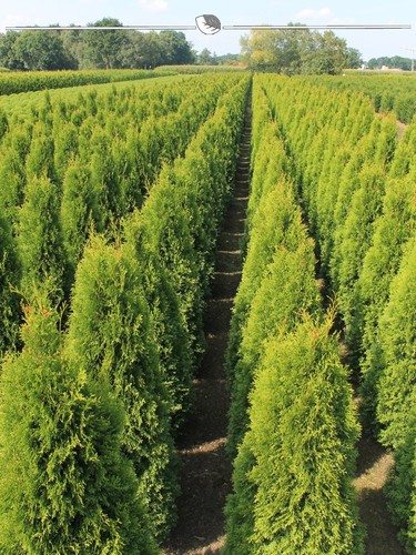 Lebensbaum thuja smaragd - thuja,