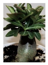 3x Adenium arabicum Black