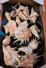 Muschel-Sammlung, verschiedenste Größen und Farben