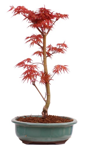 Bonsai acer palmatum - acer,
