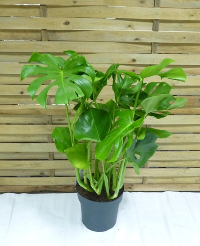 Palmenlager xl monstera - xl,