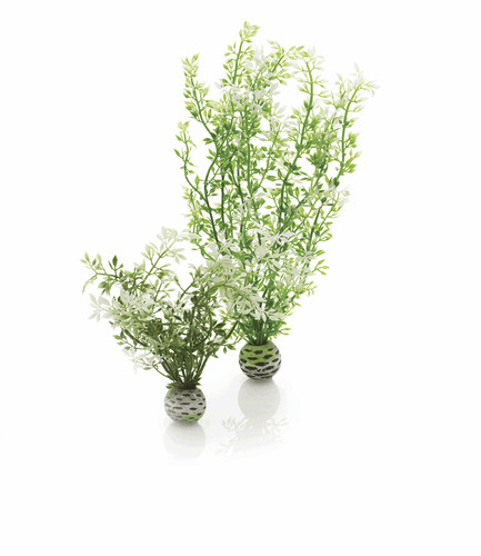 Oase biorb winterblume - biorb,