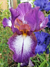 2x im Jahr blühende Iris , 2 TRIEBE !!  Schwertlilie AUTUMN  ENCORE  Rarität