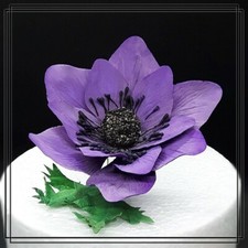 Anemone Zuckerblumen für