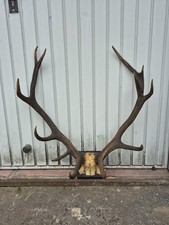 Geweih Hirschgeweih Abwurfstange Trophäe Hirsch Konvolut 12 Ender 10 Ender