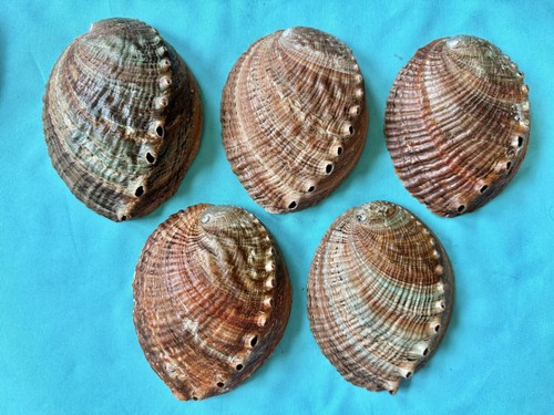 Meeresmuschel haliotis - 5,