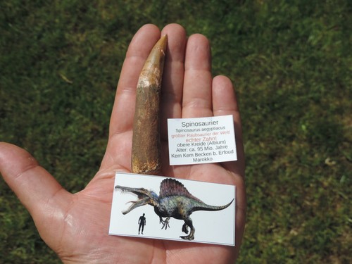 Großer zahn vom - großer, spinosaurus