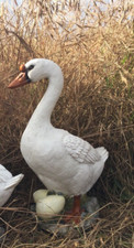 Gänse nestchen mit - nestchen, eiern