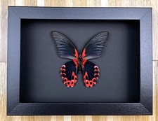 Echter Schmetterling Präparat