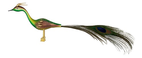 Pfau mit feder - mit, feder.