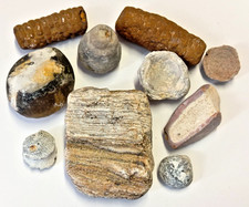 Fossilien Sammlung Fund 1984