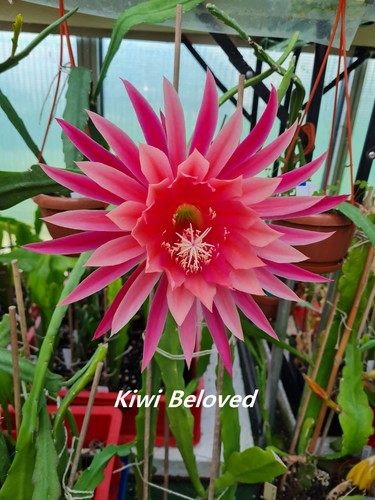 Epiphyllum blattkakteen - epiphyllum,