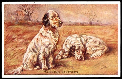 English setter gundog antike - gundog,