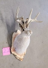 New Jackalope