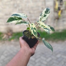 Philodendron Emerald Ice