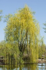 Salix sepulcralis