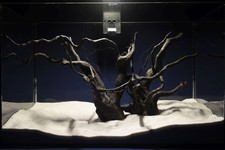 Aquarium Wurzel- Set /