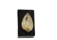 Quarz Muschel - Schnecke