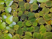 Schwimmende Wolfsmilch 8