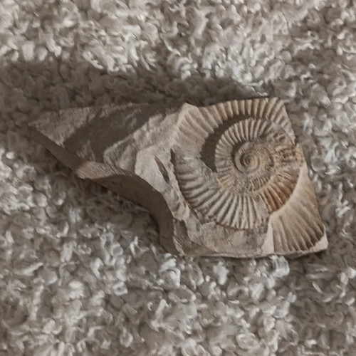 Uraltes fossil