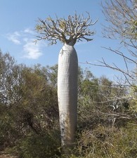 SAMEN MADAGASKAR PALME neue