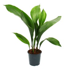 Exotenherz - Schusterpalme -  Aspidistra elatior -  Zimmerpflanze - 15cm Topf