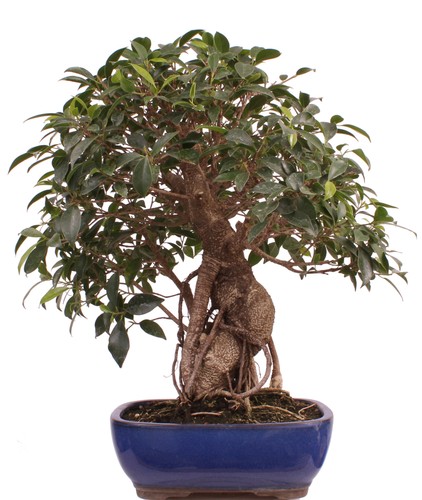 Bonsai ficus retusa - retusa,