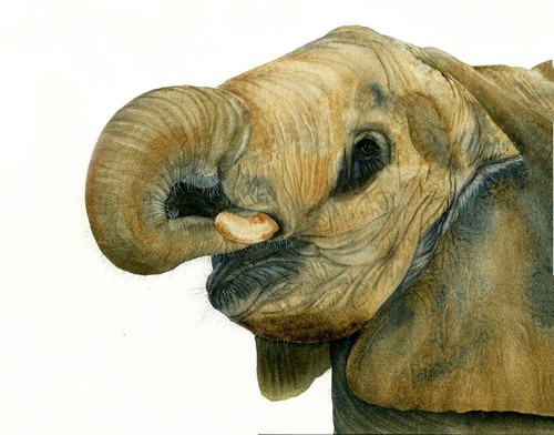 Afrikanischer elefant aquarell - afrikanischer,
