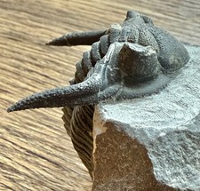 Trilobit, trilobite Kayserops