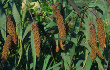 Kolbenhirse "Herbstfeuer" Setaria italica Samen 150+ Deko+Vogelfutter alte Sorte