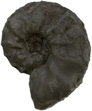 Trias  Ceratites sublaevigatus