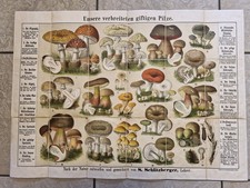 Unsere verbreiteten giftigen
