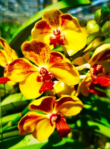 Vanda golden vulcan - golden,