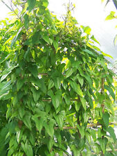 100% WINTERHART! seltene