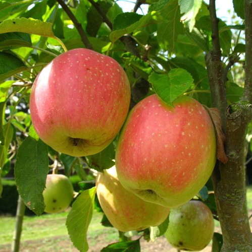 Finkenberger herbstprinz - finkenberger,