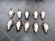 Rehgehörn jährl. Böcke