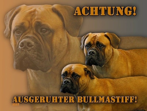Bullmastiff hundeschild - bullmastiff,