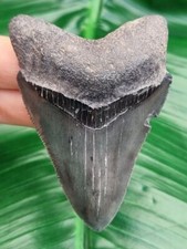 Megalodon Zahn 7,8 cm –