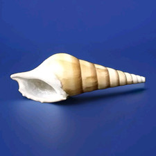 Schnecke Strombidae Tibia curta M186